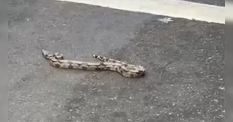 Imagem ilustrativa da notícia Cobra é encontrada no meio da rua no bairro de Nazaré 
