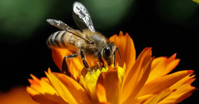 Imagem ilustrativa da notícia Aquecimento global afeta relação entre abelhas e flores