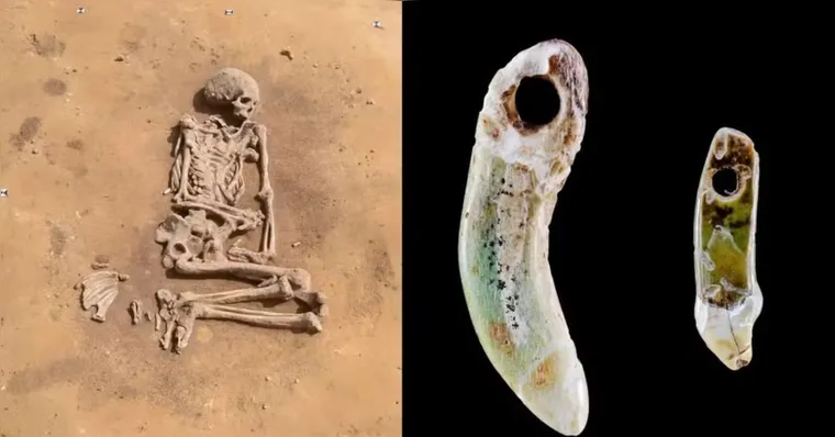 Imagem ilustrativa da notícia Joias com dentes de cachorro são achadas em túmulo Neolítico