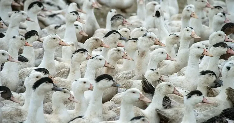 Imagem ilustrativa da notícia Mortes de gansos e patos em zoológico foram por gripe aviária