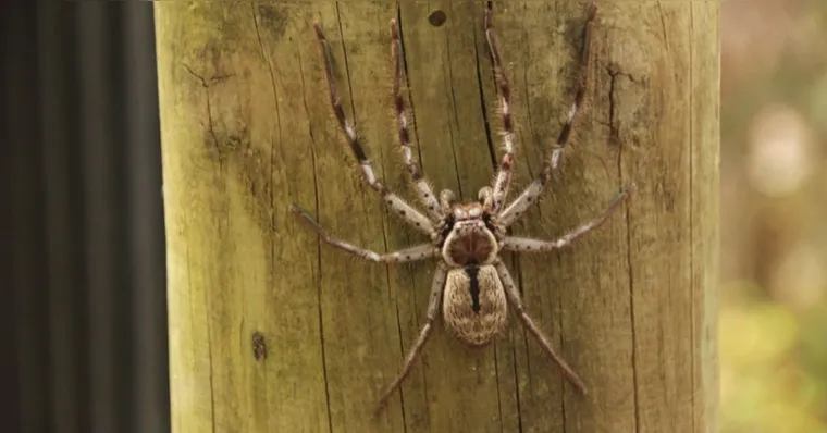 Imagem ilustrativa da notícia Veneno de aranha pode virar remédio contra impotência sexual