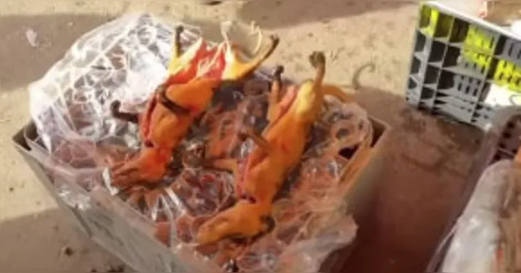 Imagem ilustrativa da notícia Vídeo: mucura assada em feira de Cametá provoca zoação entre torcedores