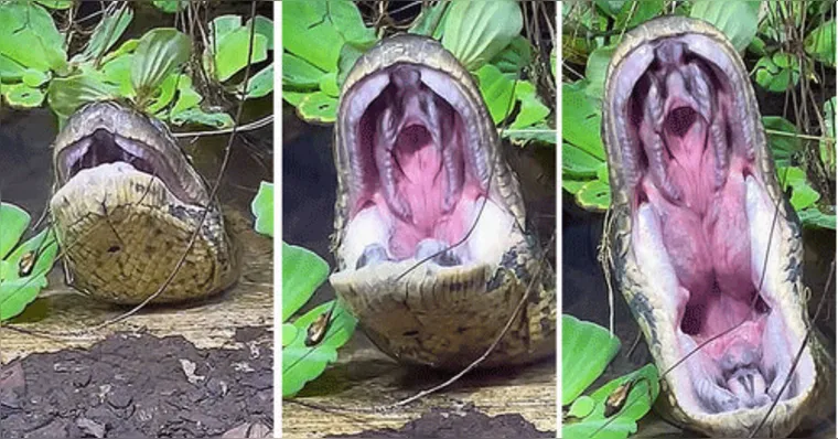 Imagem ilustrativa da notícia ASSISTA: Sucuri abre bocão durante 'bocejo' em vídeo impressionante