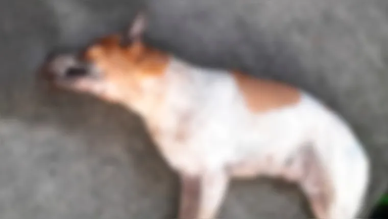 Imagem ilustrativa da notícia Pelo menos 16 cães são achados mortos em cidade do Pará