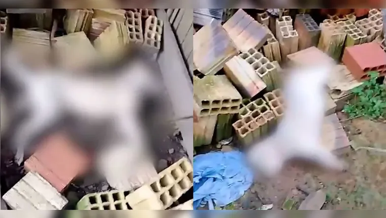Imagem ilustrativa da notícia Mais um suposto caso de envenenamento de cães é registrado