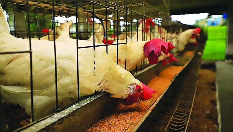 Imagem ilustrativa da notícia Gripe aviária: entenda por que a doença traz tanta preocupação