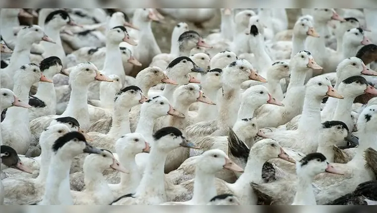 Imagem ilustrativa da notícia Mortes de gansos e patos em zoológico foram por gripe aviária