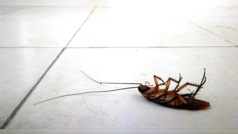 Imagem ilustrativa da notícia Conheça a planta que afasta ratos, baratas e aranhas das casas