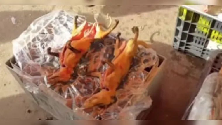 Imagem ilustrativa da notícia Vídeo: mucura assada em feira de Cametá provoca zoação entre torcedores