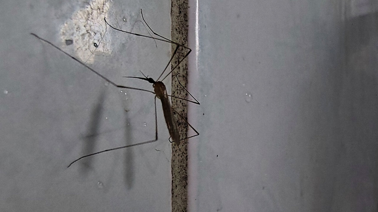Apesar da semelhança física com os mosquitos, esses insetos pertencem à família Tipulidae e não são hematófagos, ou seja, não se alimentam de sangue, mas sim de seiva ou néctar.
