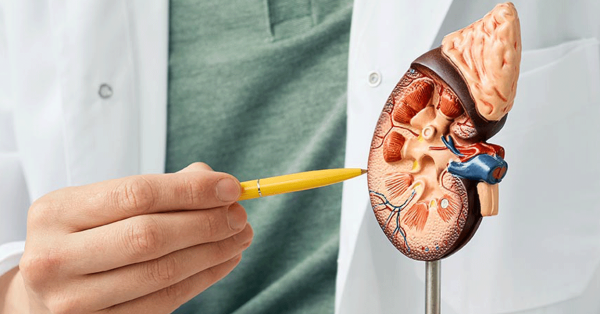 A hidratação é extremamente importante para a saúde dos rins e do organismo como um todo, mas o excesso não melhora a função renal.