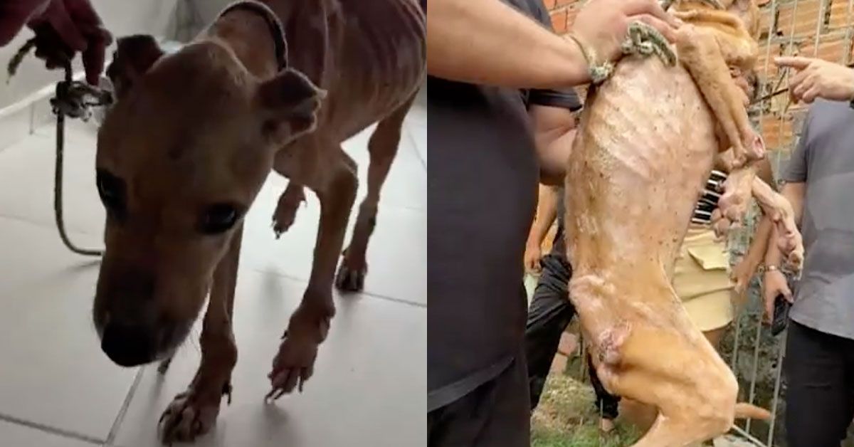 Imagem ilustrativa da notícia: Pitbull é resgatada em condições graves de maus-tratos em Ananindeua