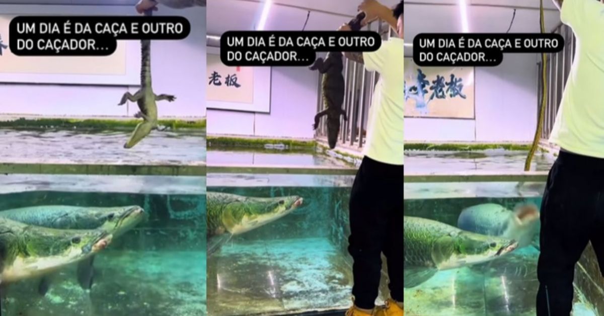 Nas imagens, o biólogo Rafael Willi Kisling aparece alimentando os pirarucus com cobras e jacarés, que são sugados em um piscar de olhos pelos peixes.