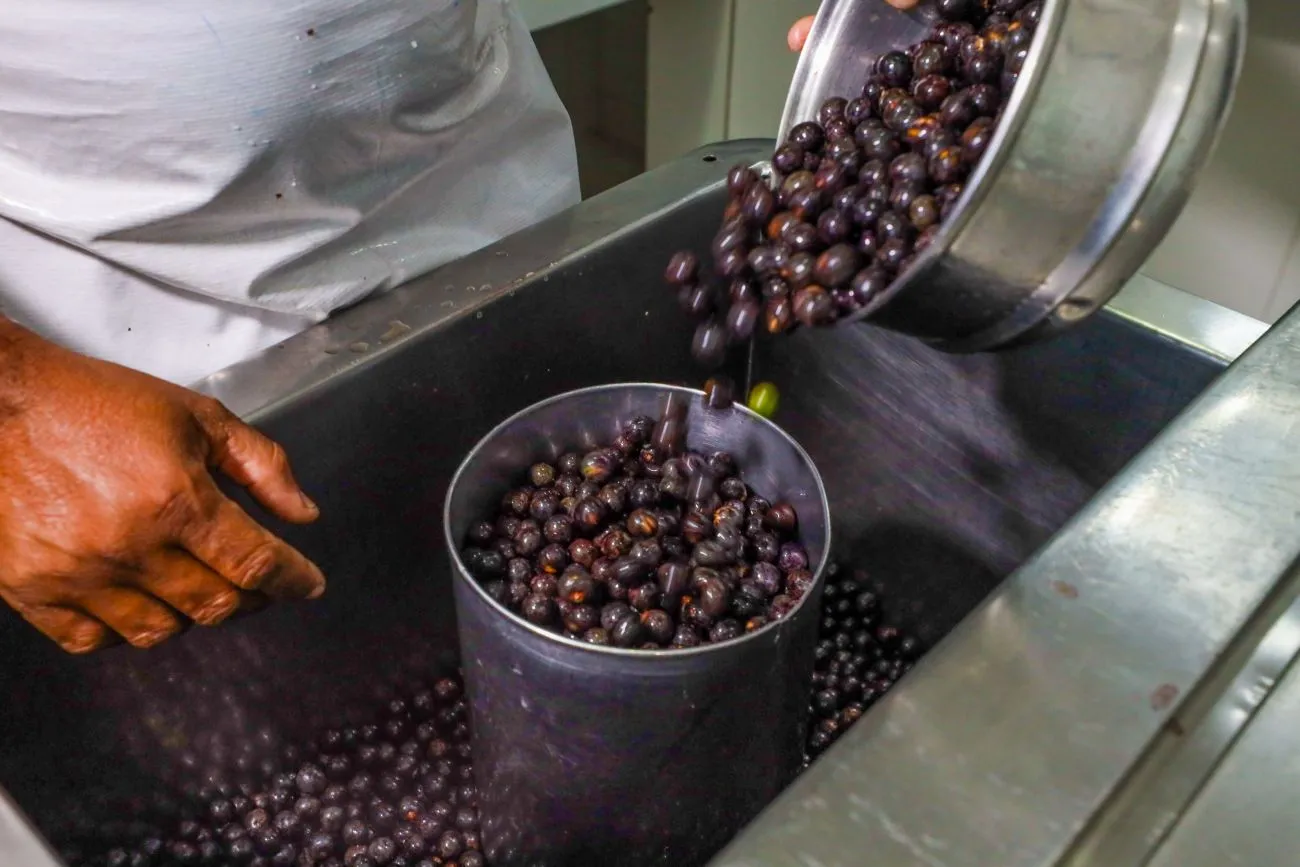 Cadastramento dos estabelecimentos e uso de equipamentos como o branquedor estão entre as regras do programa estadual de manipulação do açaí.