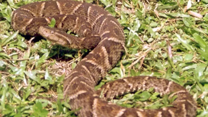 O Pará registrou 11.009 acidentes com animais peçonhentos em 2024.