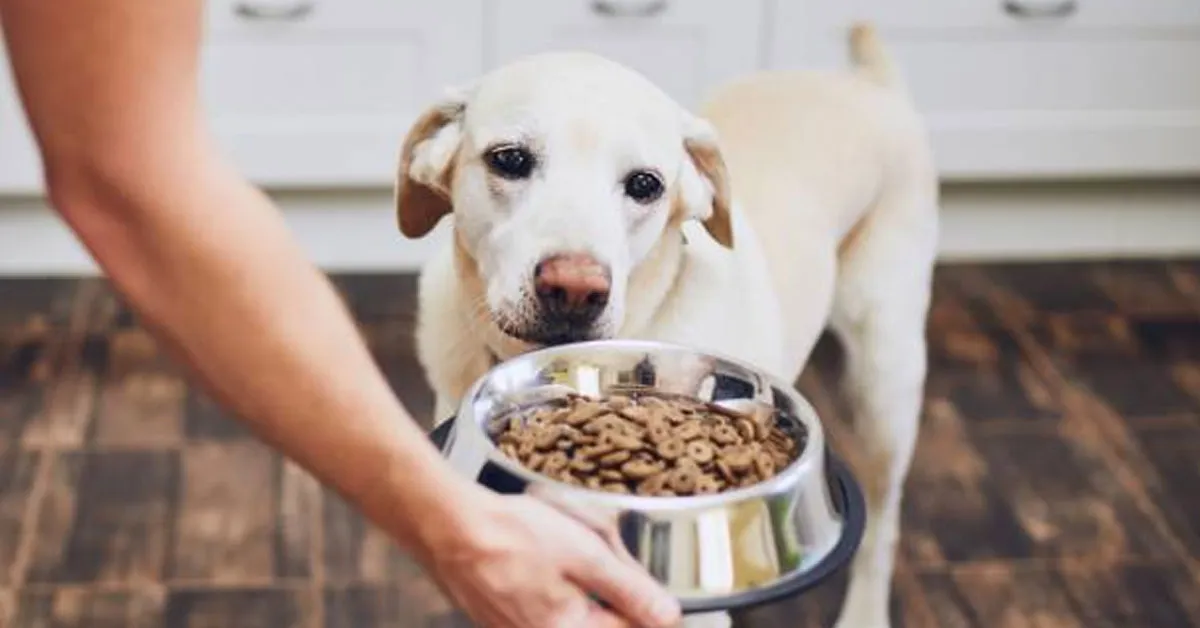 A hora de trocar a ração do cachorro é muito importante, afinal a ração é fundamental para a saúde