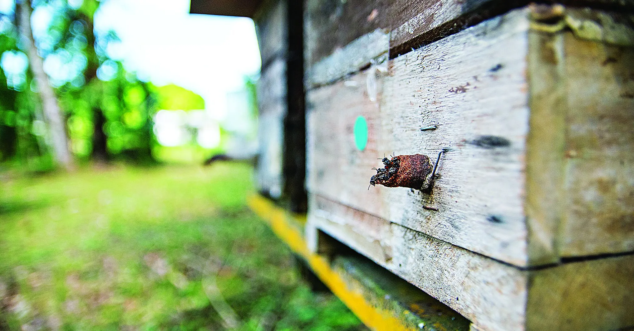 Imagem ilustrativa da notícia: Sustentabilidade: uma comunidade que trabalha pela produção sustentável