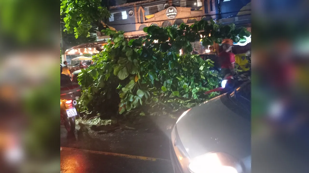 Árvore caiu em pleno bairro Batista Campos