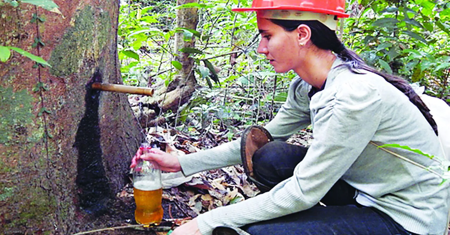 A copaíba é comum na medicina tradicional de regiões da Amazônia. Acima, coleta em Belterra, no Pará.