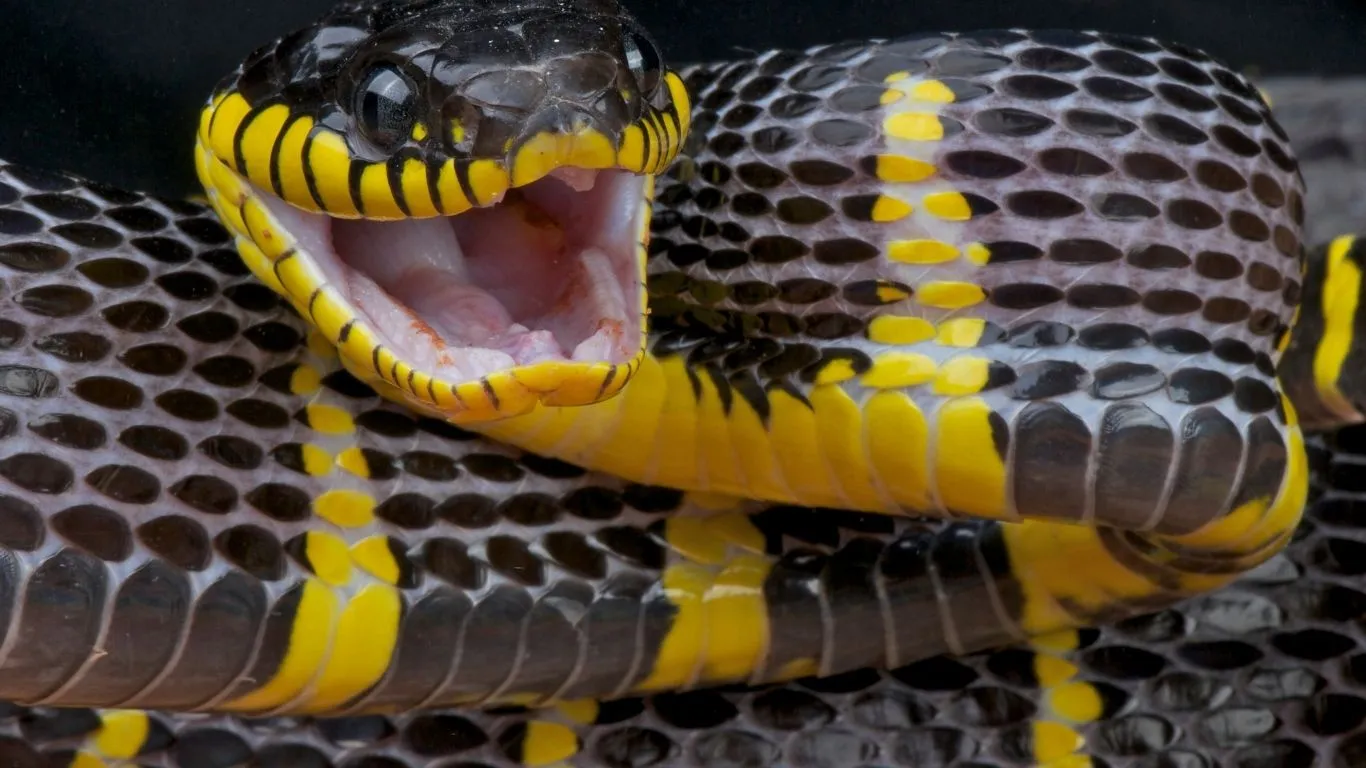 Conhecer essas cobras, onde vivem e como agem é fundamental para evitar acidentes graves e buscar tratamento imediato.