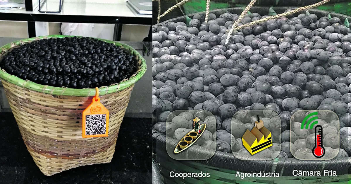 Descubra como a rastreabilidade do açaí está promovendo a sustentabilidade e valorizando os produtores locais na Amazônia.
