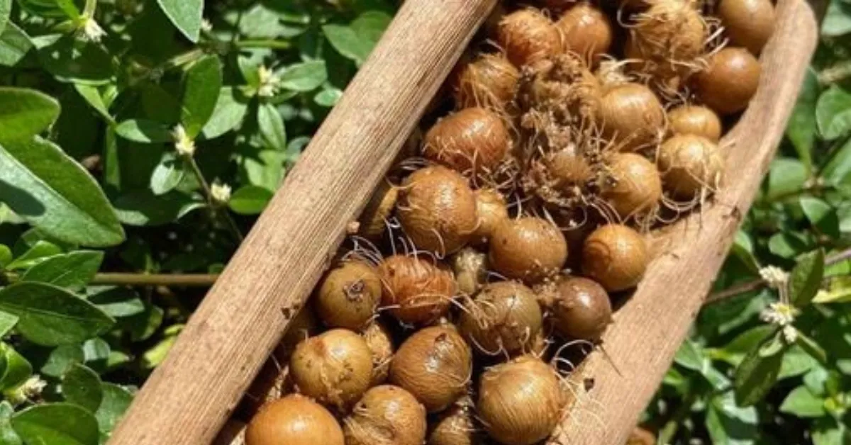O Pará, como maior produtor de açaí do planeta, pode mostrar ao mundo durante a COP30 que a bioeconomia é um caminho promissor para problemas reais da Amazônia e do mundo