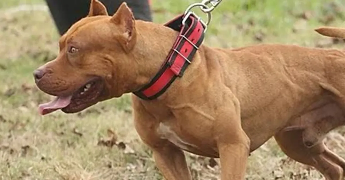 O caso é o segundo ataque fatal envolvendo cães da mesma raça registrado no estado em menos de dois meses.