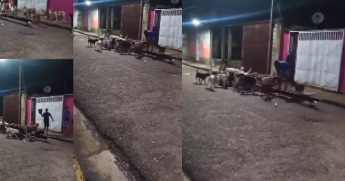 No vídeo, é possível ver os herdeiros jogando alimento para os cachorros, cena que foi filmada pela vizinhança.