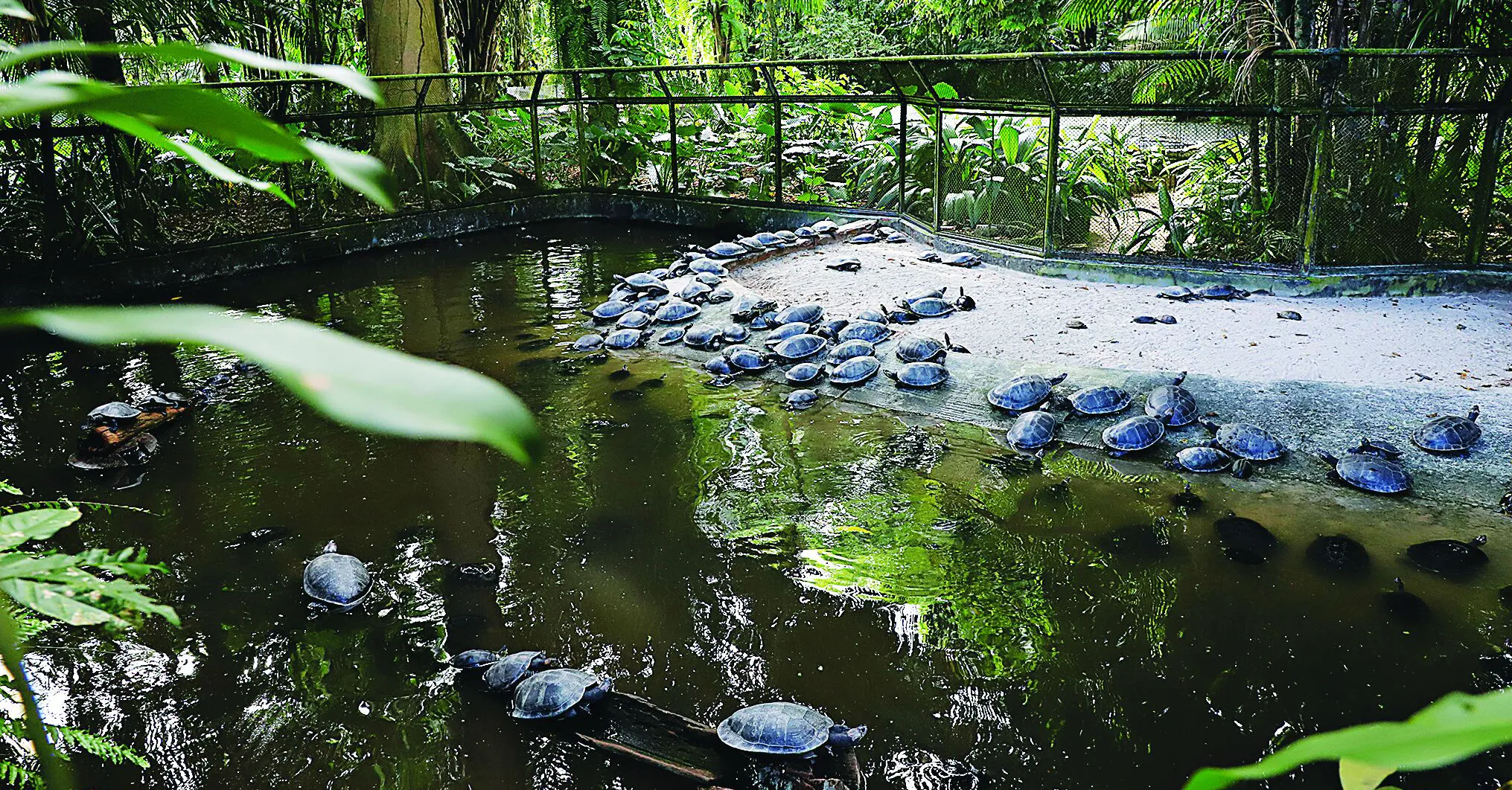Parque Zoobotânico do Museu Paraense Emílio Goeldi