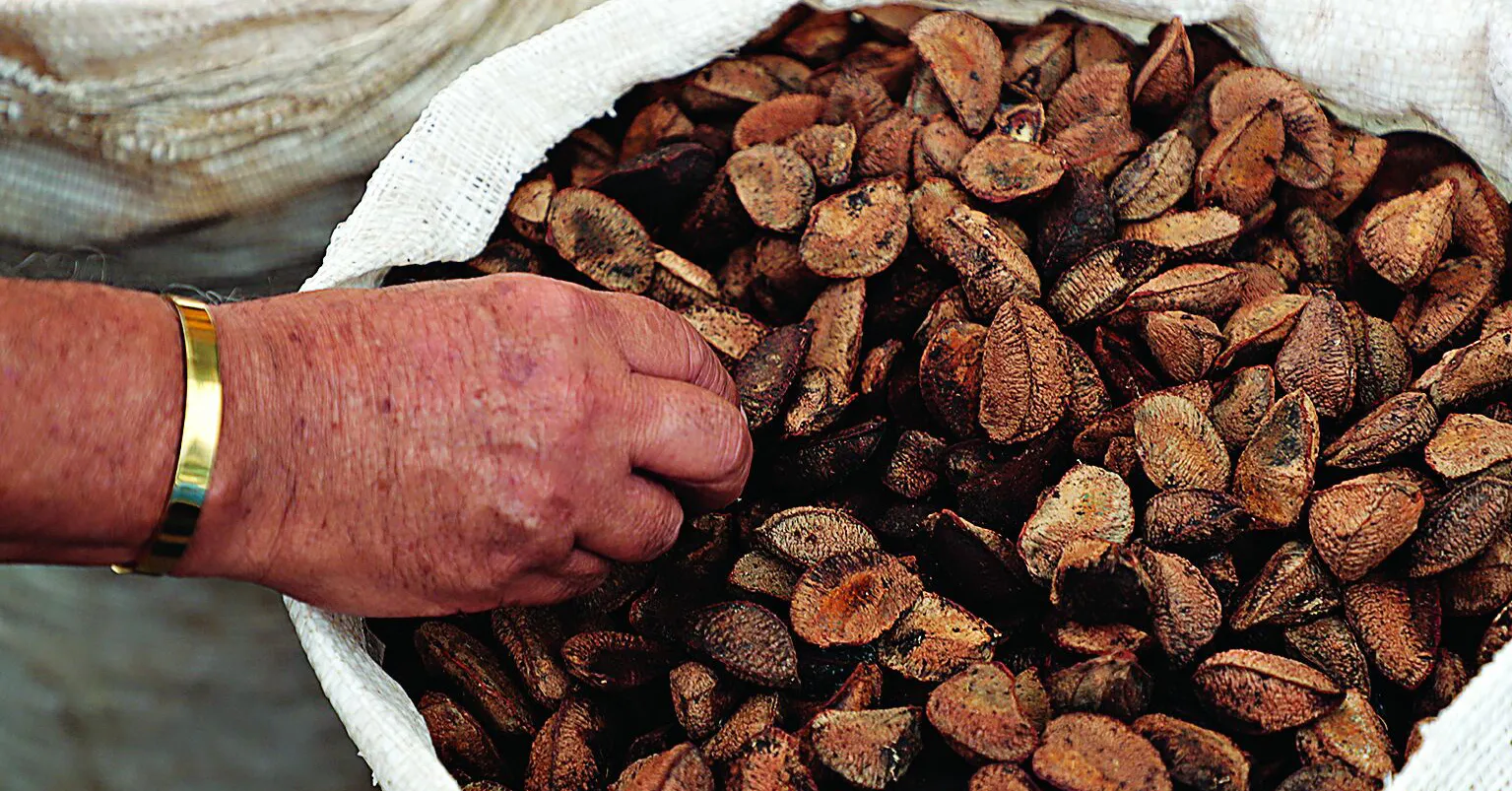 Estados Unidos é o principal mercado das castanhas-do-pará