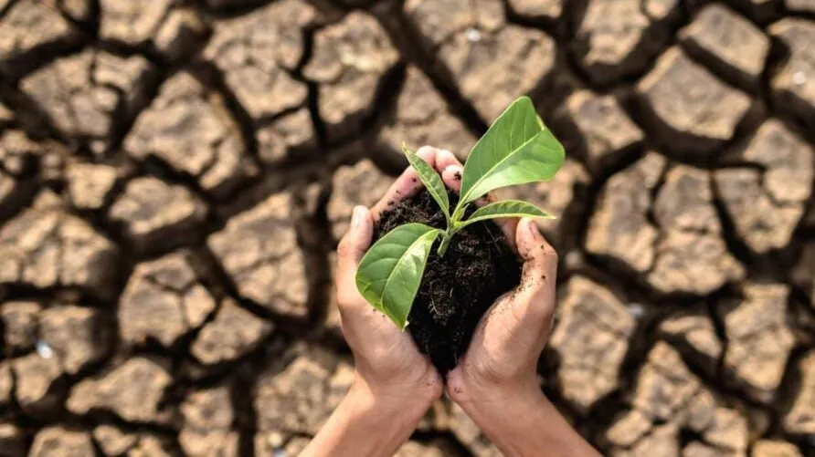 O solo é o responsável por fornecer os nutrientes essenciais para o crescimento das plantações