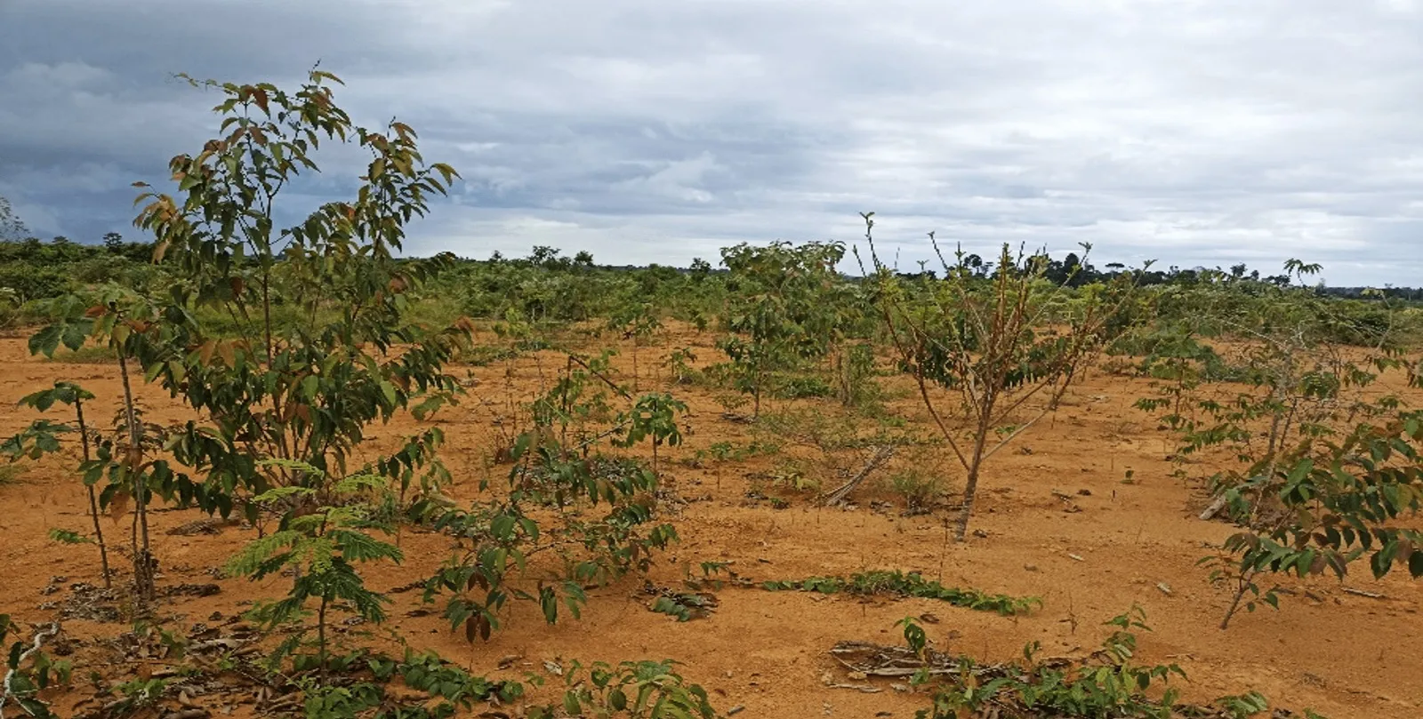 A Mineração Paragominas foi pioneira ao adotar práticas sustentáveis na cadeia de Bauxita e Alumina (B&A) da Hydro, convertendo resíduos alimentares em material nutritivo para o solo.
