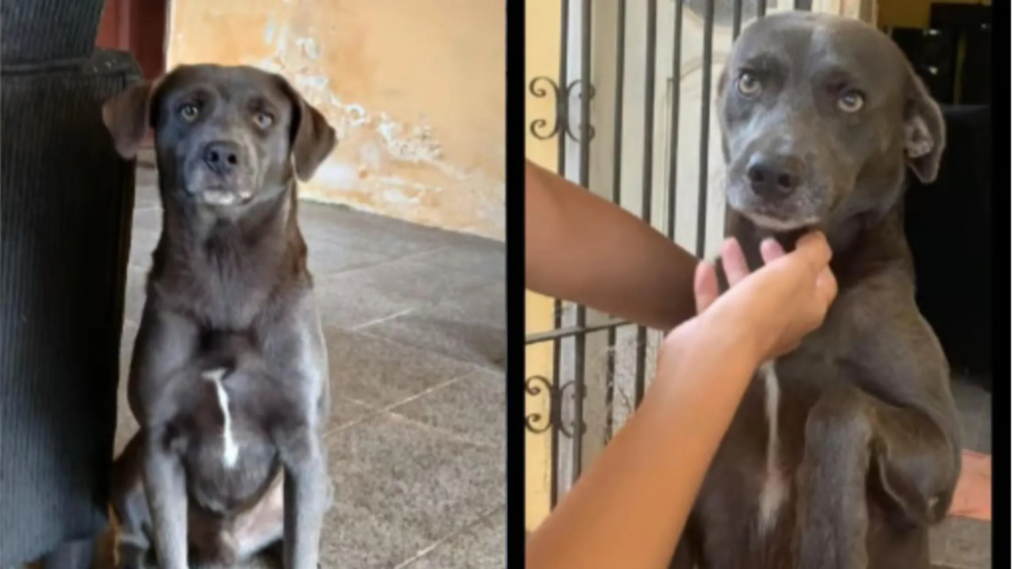 Scott tem aproximadamente 3 anos e possui o rabo cortado.