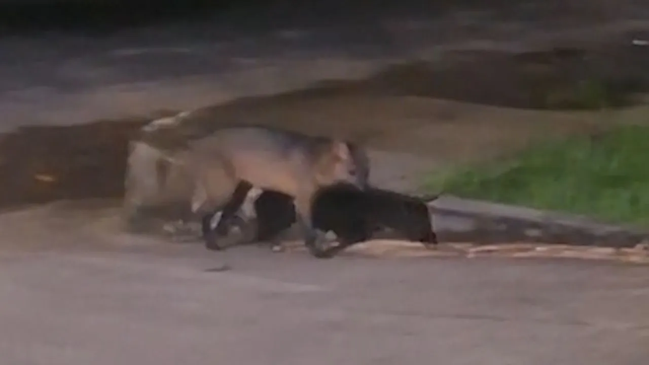 Animal semelhante a um lobo-guará foi visto em Ananindeua.