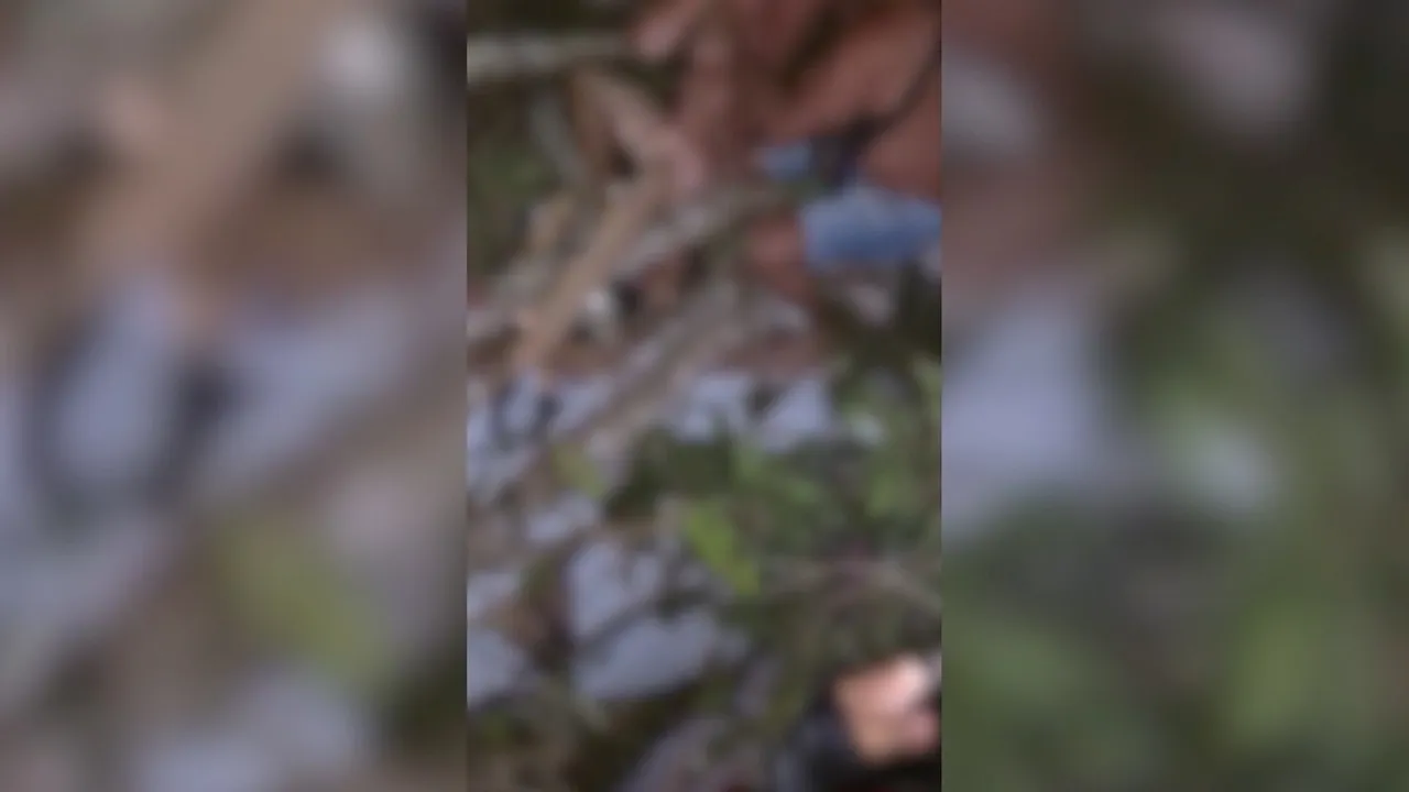 Por pouco o casal não foi atingido pela árvore.
