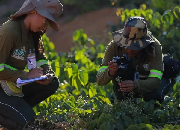 Com estudos realizados na Mineração Paragominas, a mina de bauxita da Hydro, o consórcio visa desenvolver pesquisas que orientem a restauração florestal em áreas mineradas e contribuam para maior conhecimento da biodiversidade amazônica.