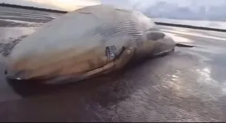 Baleia encontrada morta no Marajó: causa ainda é desconhecida.