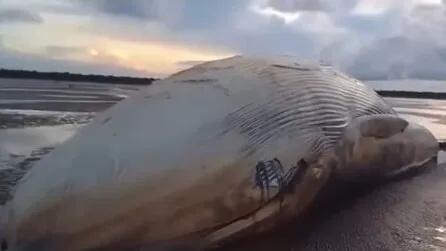 Secretarias municipal e estadual estudam o destino da carcaça de baleia encontrada morta em praia no Marajó.