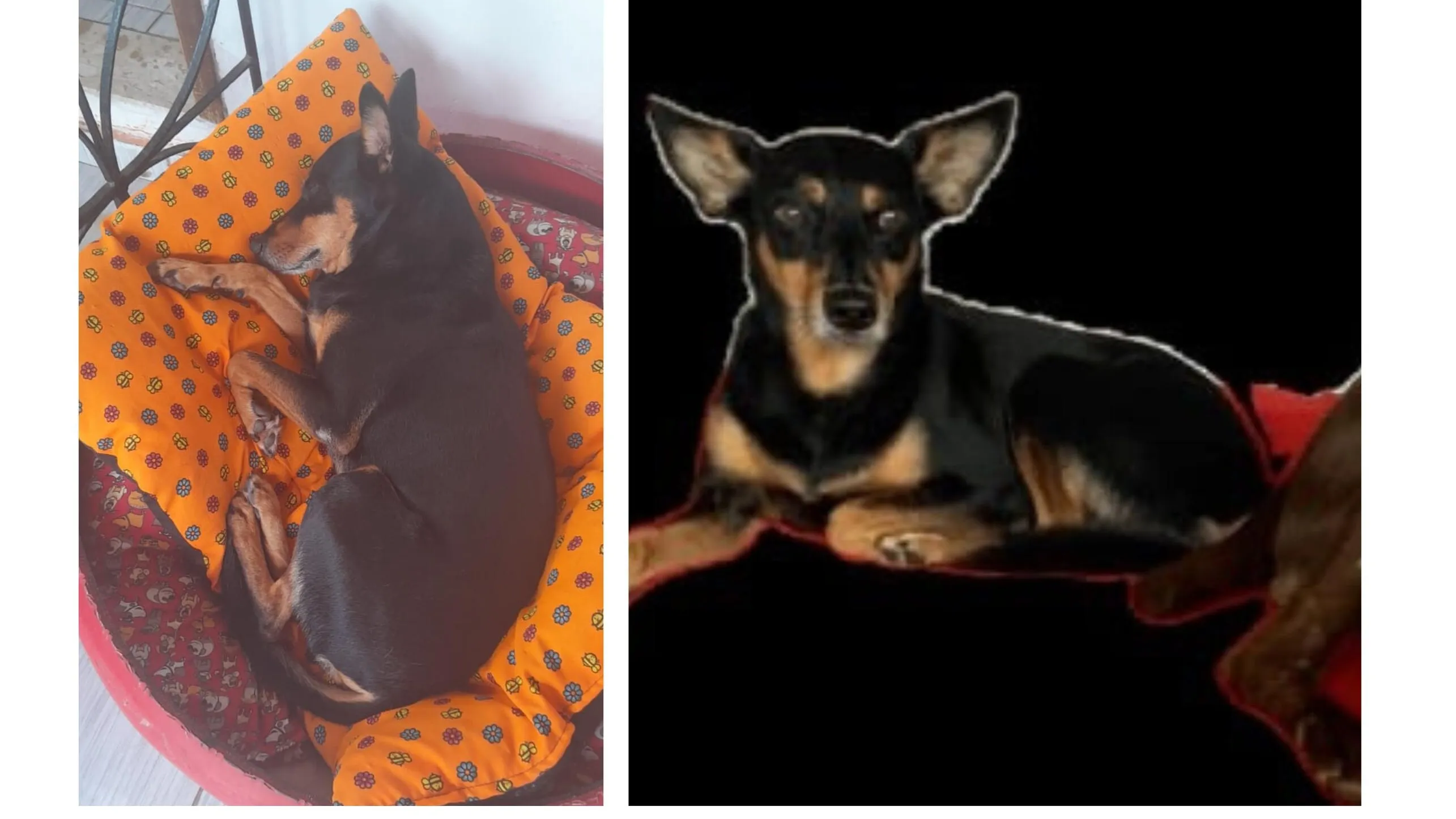 Família pede ajuda para encontrar Ratty, cachorro que desapareceu em Ananindeua.