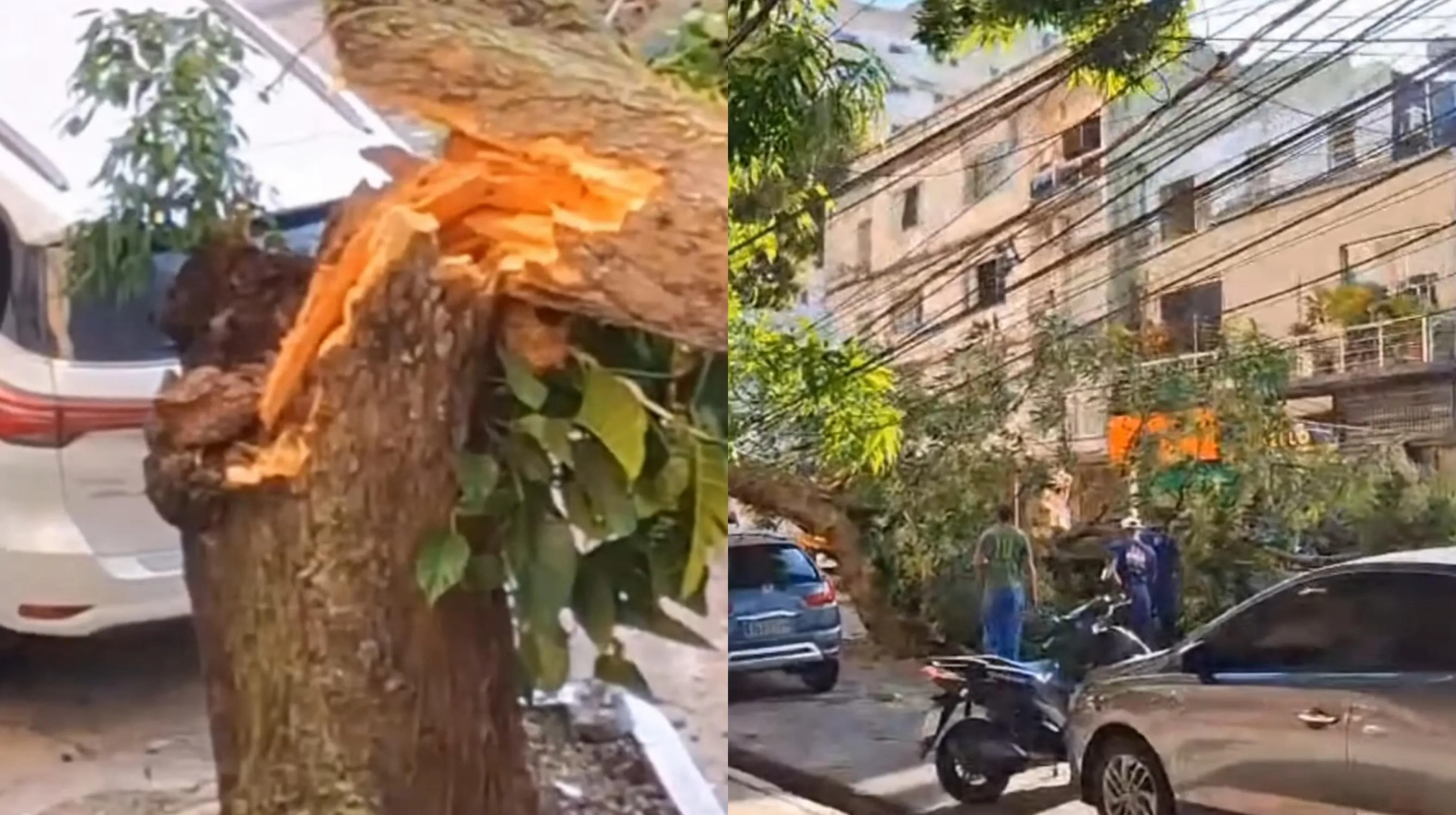 A árvore caiu no início da manhã desta quinta-feira