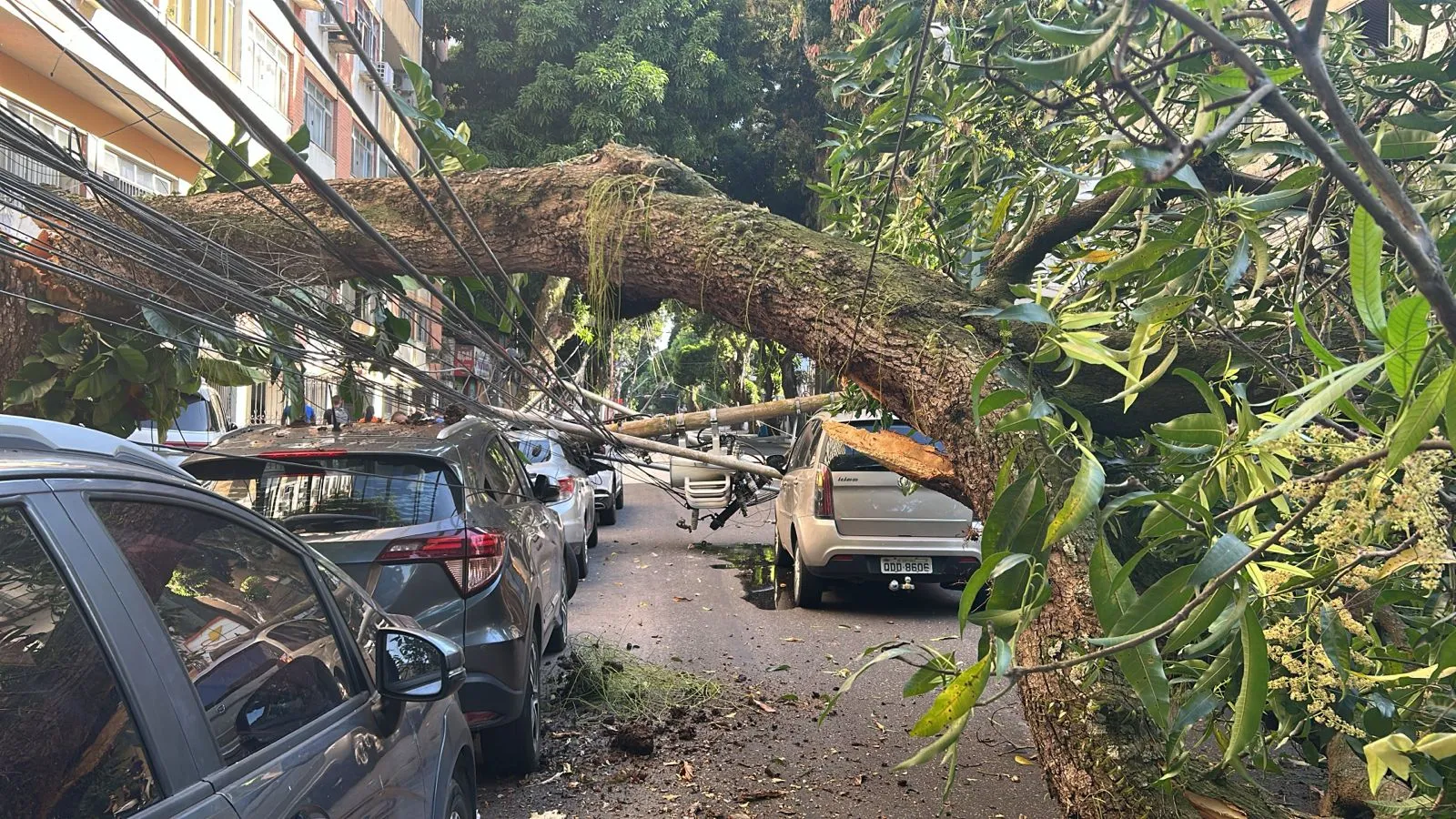 Prefeitura vai arcar com os prejuízos ausados pela queda da árvore no bairor de Nazaré