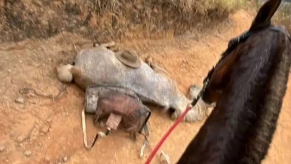 O crime aconteceu no sábado anterior (16), durante uma cavalgada de aproximadamente 14 km.