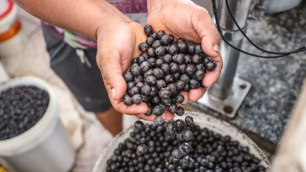 Imagem ilustrativa da notícia: Açaí pode virar item de luxo nos EUA com nova tarifa de Trump
