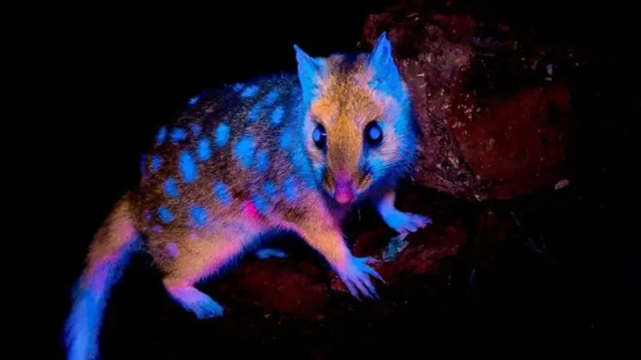 Marsupial que brilha no escuro é visto pela 1ª vez na Tasmânia