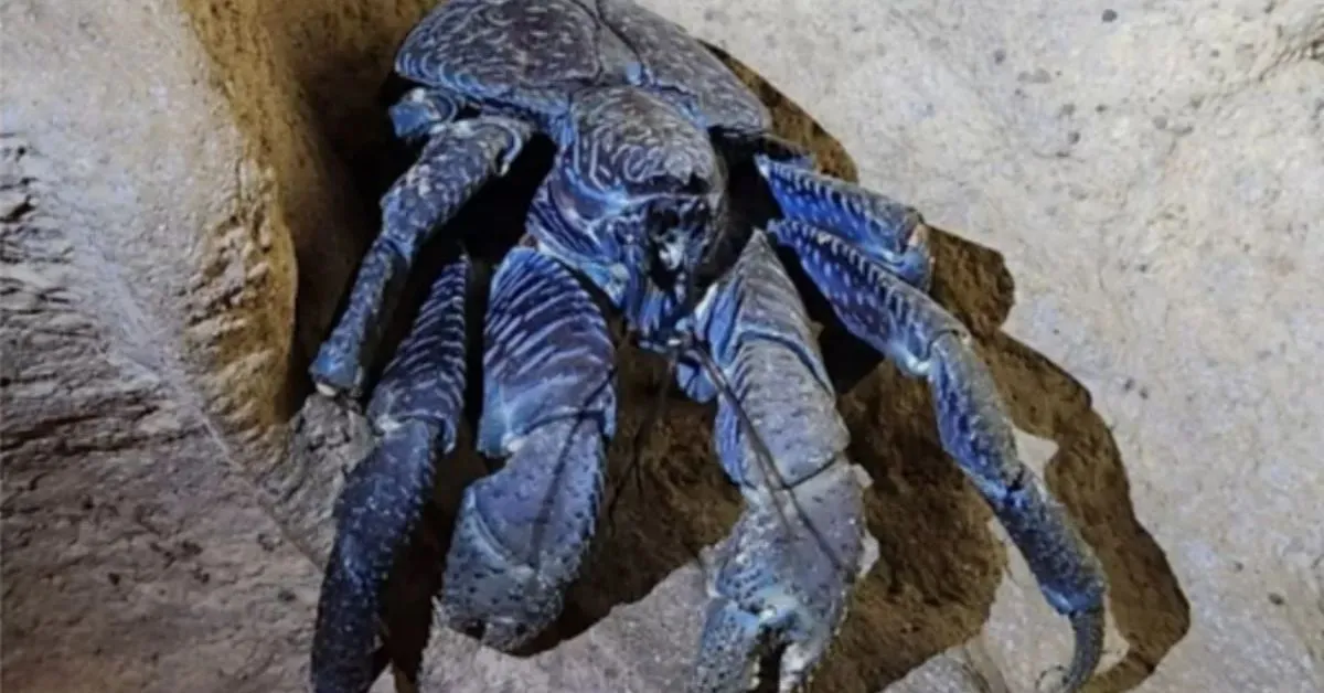 Animal tem cerca de 13 centímetros de comprimento e 1,2kg