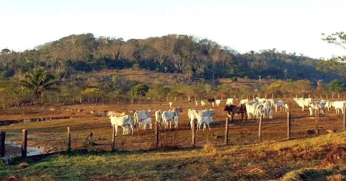 A pecuária avançou sobre 62,7 milhões de hectares de áreas naturais, sendo um dos maiores responsáveis pela degradação ambiental no Brasil.