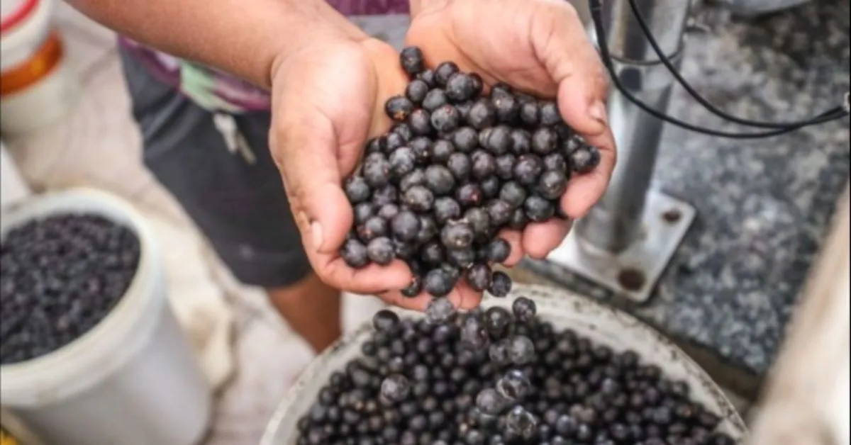 MP cobra ação urgente para evitar risco no consumo de açaí em Cametá