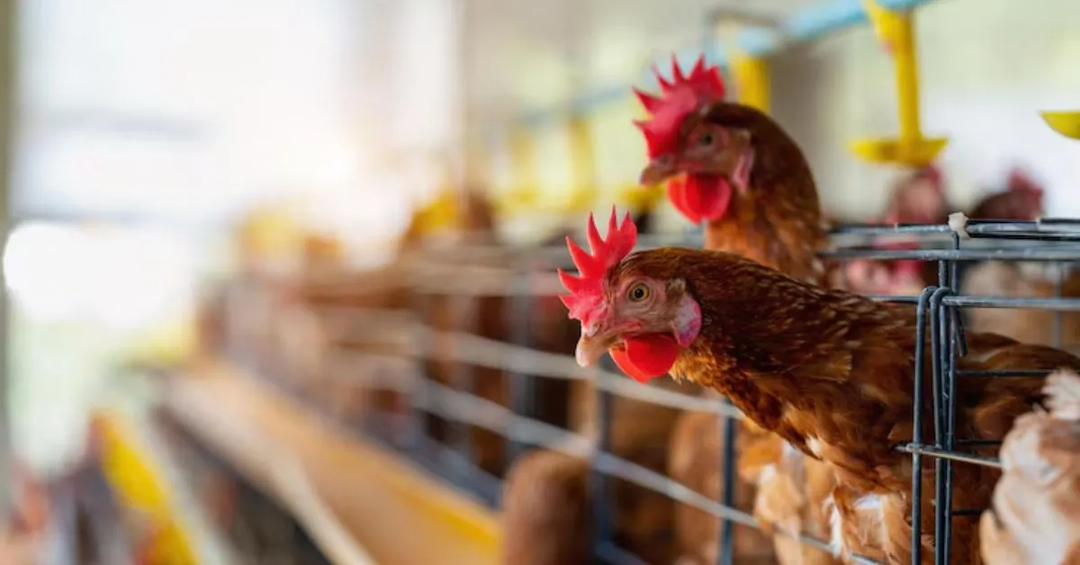 A granja no RS foi a única que notificou um caso de gripe aviária no Brasil.