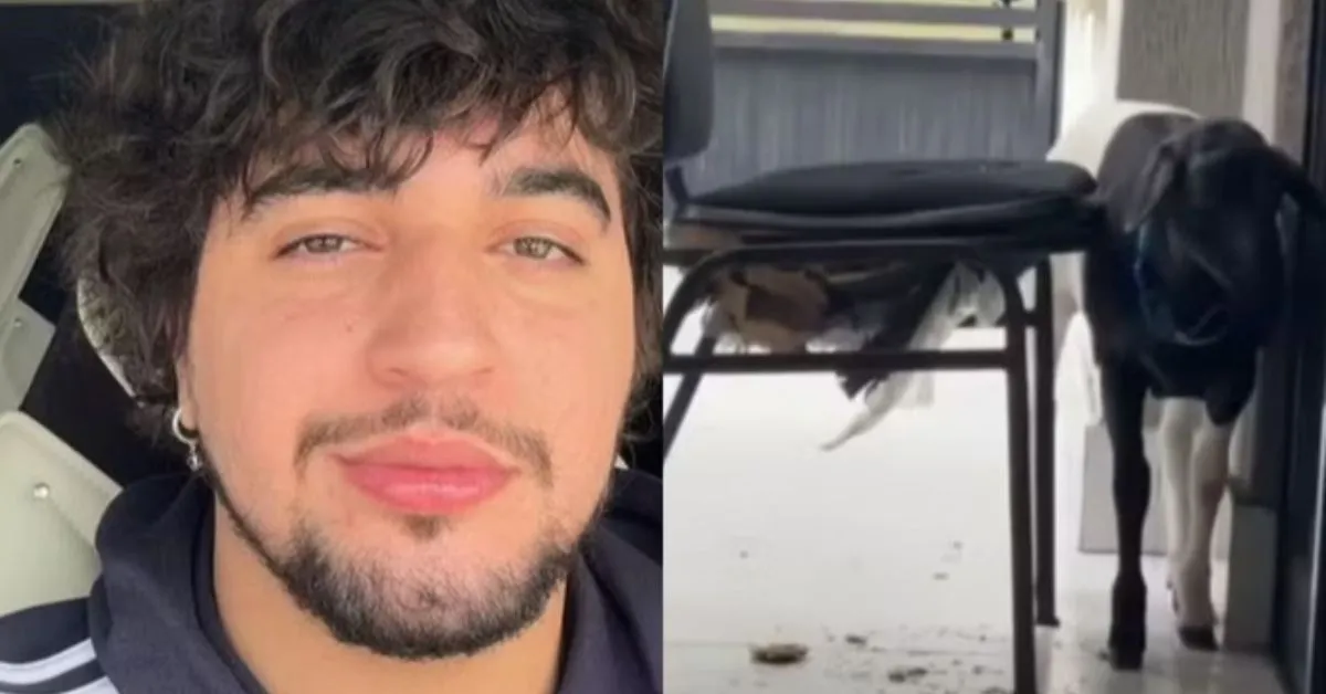 Carneiro de presente vira dor de cabeça para Nattan.