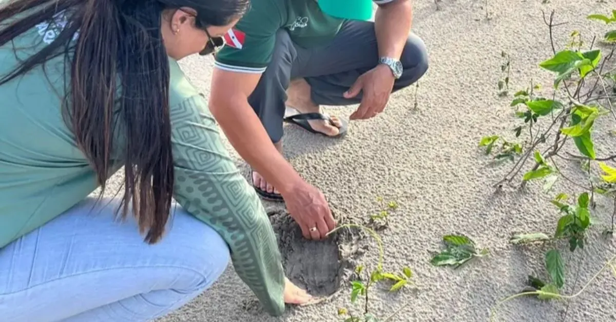 Região de Araraquara registra desova simultânea de quelônios marinhos e de água doce, reforçando a necessidade de proteção integrada.